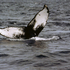 North Atlantic Humpback flukes icon