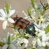 Jewel Beetles of South Australia icon