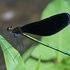 Odonata of Japan icon
