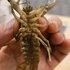 Crayfish of Chittenden County icon