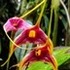 Orchids of the Andes in Ecuador icon