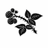 Rubus (Brambles) of Britain and Ireland (UK+) icon