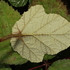 Rubus (Brambles) of Britain and Ireland (UK) icon