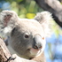TFW Community Koala Sightings icon