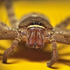 Kerala Spiders icon