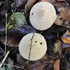 Fungi of South West England icon