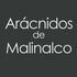 Arácnidos de Malinalco icon