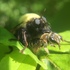 Vermont Bee Predators icon