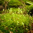 Briofitas en Chiloé icon