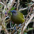 Dunedin Townbelt Biodiversity icon