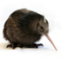 Quest for Kiwi icon