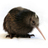 Quest for Kiwi icon