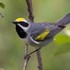 Golden Winged Warbler icon