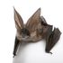 Bat Research Project icon