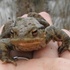 Common Toad Photo ID icon