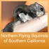 The Northern Flying Squirrels of Southern California icon