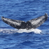 Humpback Whales of the Mariana Islands icon