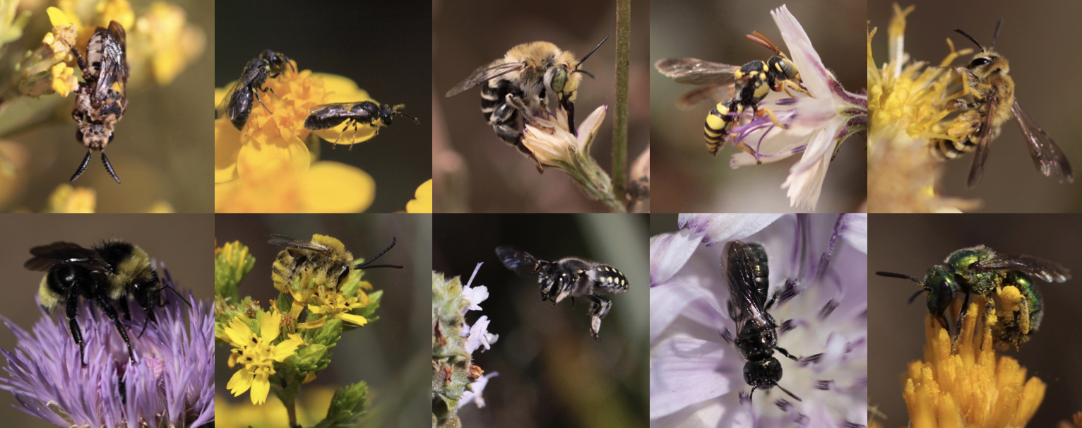 Bees of San Diego County · iNaturalist