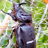Scarab and Stag Beetles of Hawaii and the Pacific icon