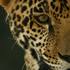 Monitoreo de jaguar en México icon
