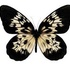 Butterflies of Indonesia icon