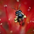 Native bee project icon