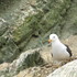 Aves de la Reserva Nacional Sistema de Islas, Islotes y Puntas Guaneras-Sernanp - Perú icon