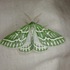 Moths of Pakistan icon