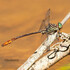 Dragonflies and Damselflies of Calvert County icon