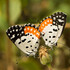Butterflies of Delhi icon