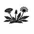 Dandelions (Taraxacum sp.) of Britain and Ireland (UK+) icon