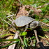 Western Painted Turtle, Vancouver Island icon
