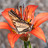 Ontario Butterfly Atlas icon