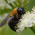 Bee Species within the Hampton Roads Area icon