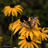 I-390 Pollinator Partnership icon