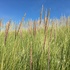 Hybrid Beachgrass Mapping in the Pacific Northwest icon