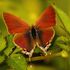 Butterflies of Limpopo Province icon