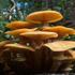 Fungi of Lake Frederick icon