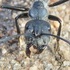 Ants of South Australia icon