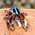 Jumping Spiders of South Australia icon
