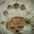 Sagehen Basin Wildlife Tracks and Signs icon