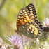 Butterflies of Southeastern Utah icon
