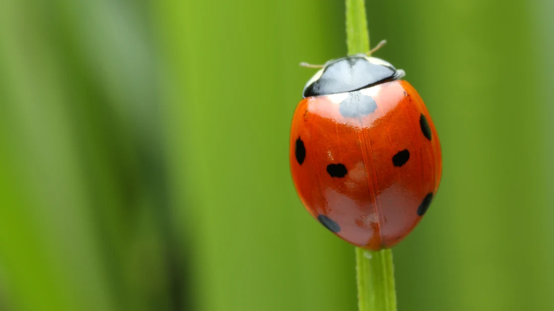 Kulam Insect Insects of Ernakulam · BioDiversity4All