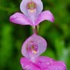 Wild Orchids of George Municipality, WC (ZA) icon