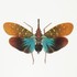 Lanternflies (Fulgoridae) of the Malay Archipelago icon