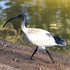 Birding Hot Spot - Oaklands Wetland &amp; Reserve, South Australia icon