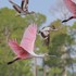 Audubon&#39;s Corkscrew Swamp Sanctuary icon