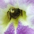 Pollinisateurs et ravageurs de Saint-Martin / Pollinators and pests of Saint Martin icon