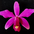 Orquídeas del Caquetá icon