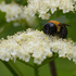 Pollinators of Delaware icon